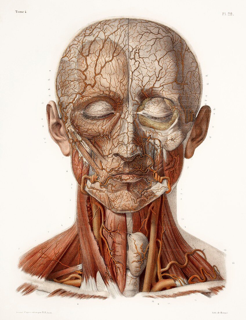 Head vascular anatomy,historical artwork