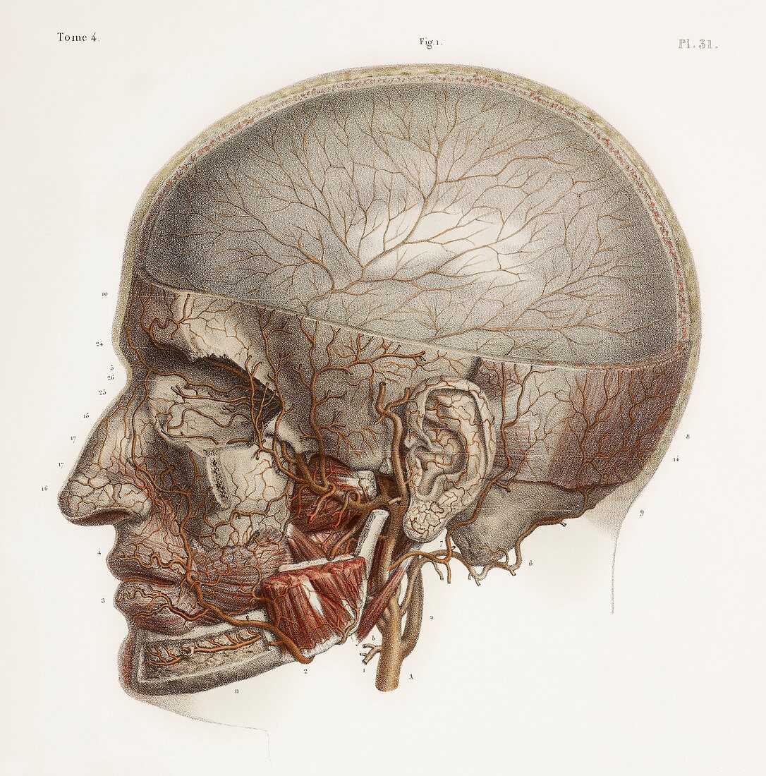 Head vascular anatomy,historical artwork