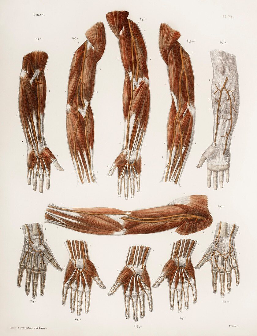 Arm anatomy,historical artwork