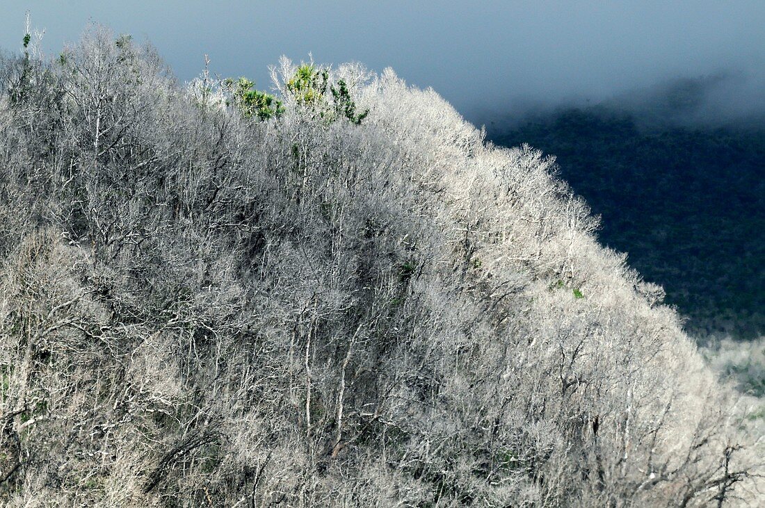 Plants recovering after volcanic eruption