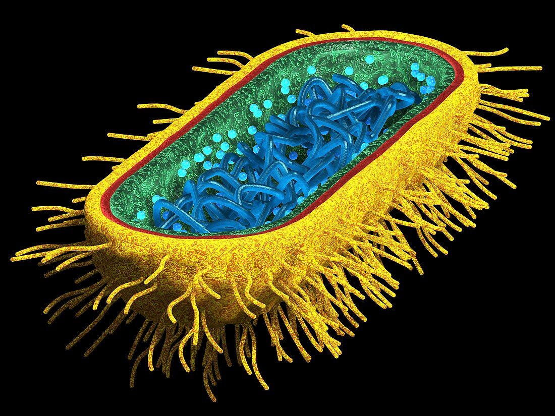 E. coli bacterium,artwork