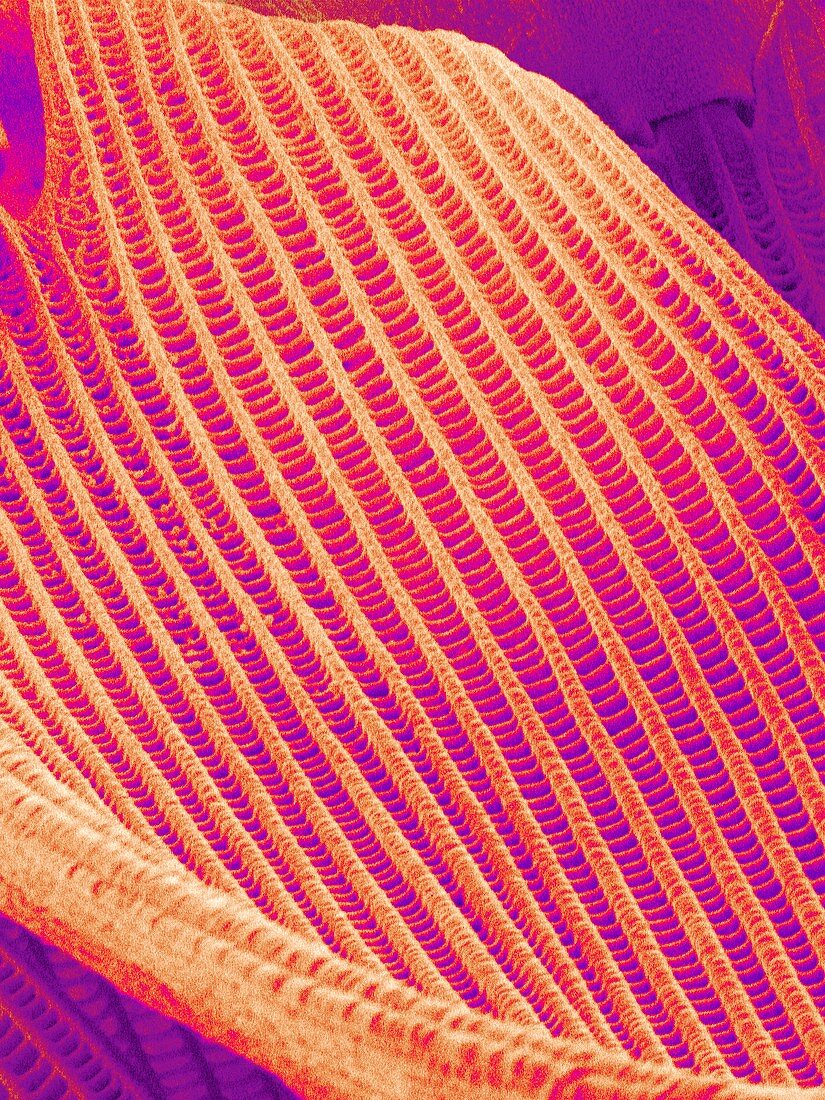 Butterfly wing scale,SEM