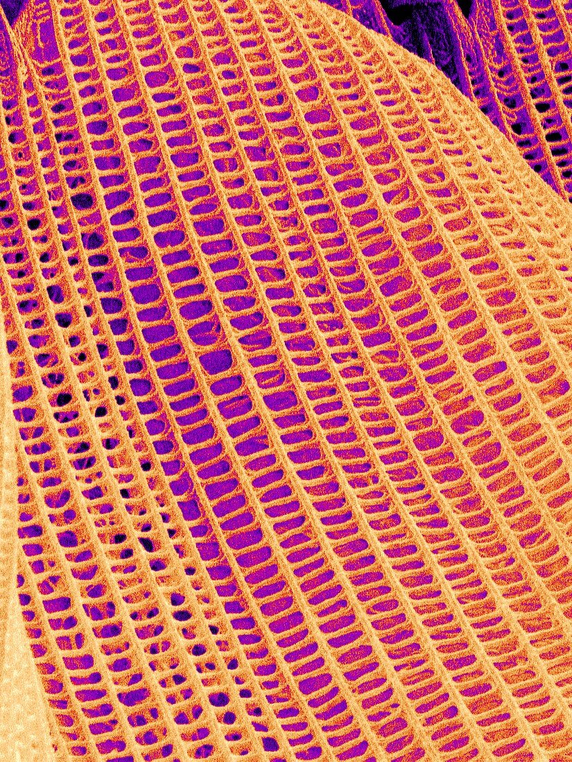 Butterfly wing scale,SEM