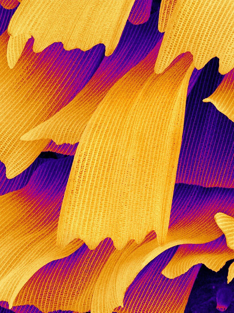 Butterfly wing scales,SEM