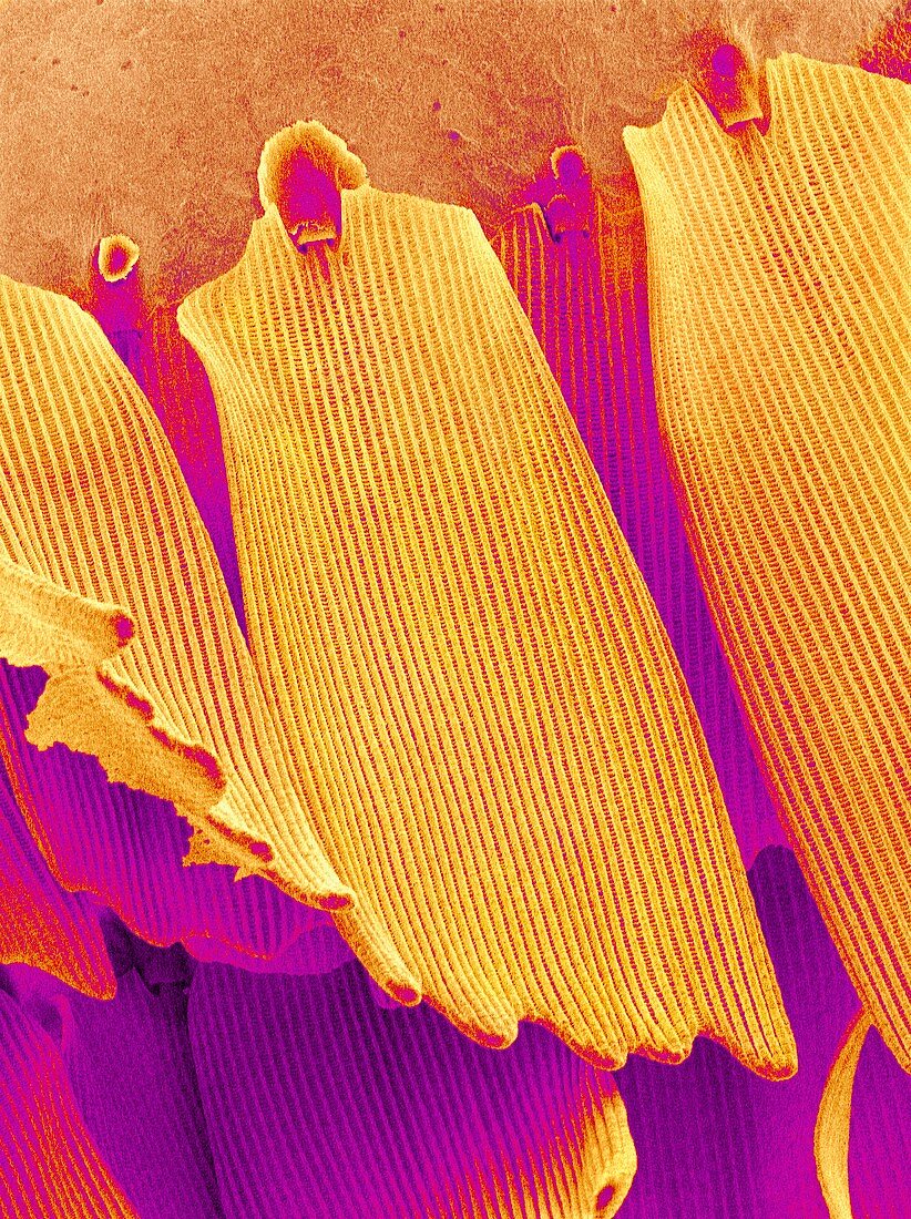 Butterfly wing scales,SEM