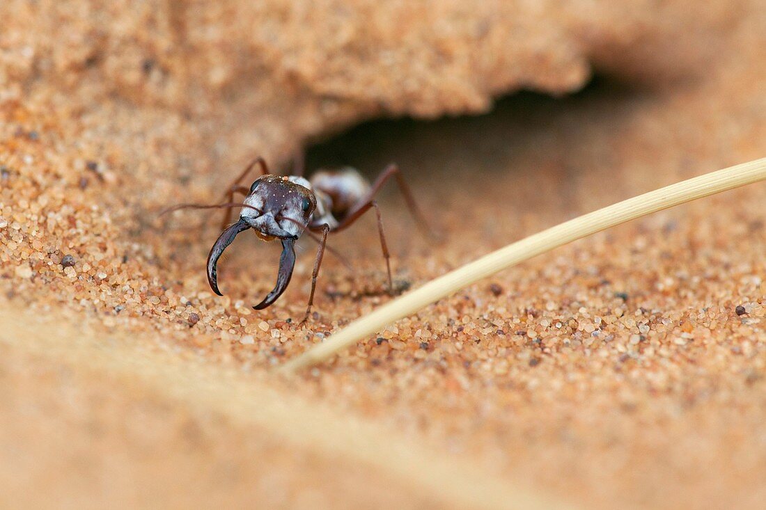 Saharan silver ant