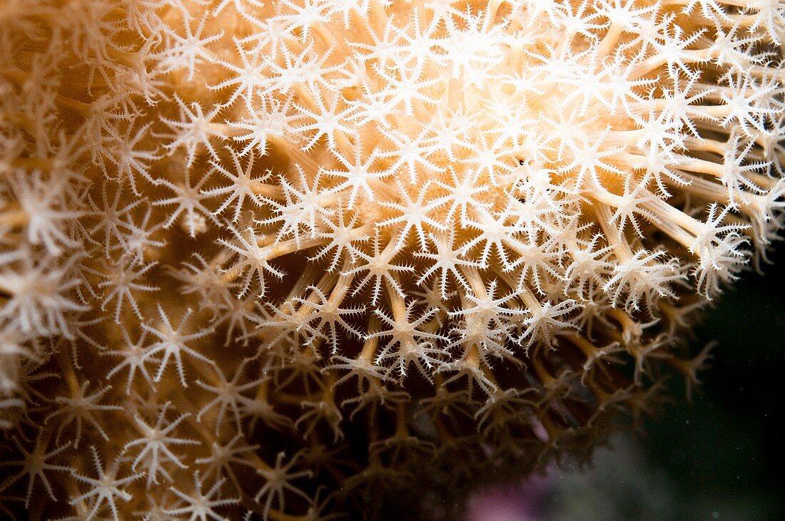 Coral Polyp Ras Mohammed