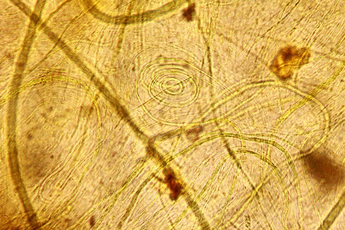 Thermophilic bacteria,light micrograph