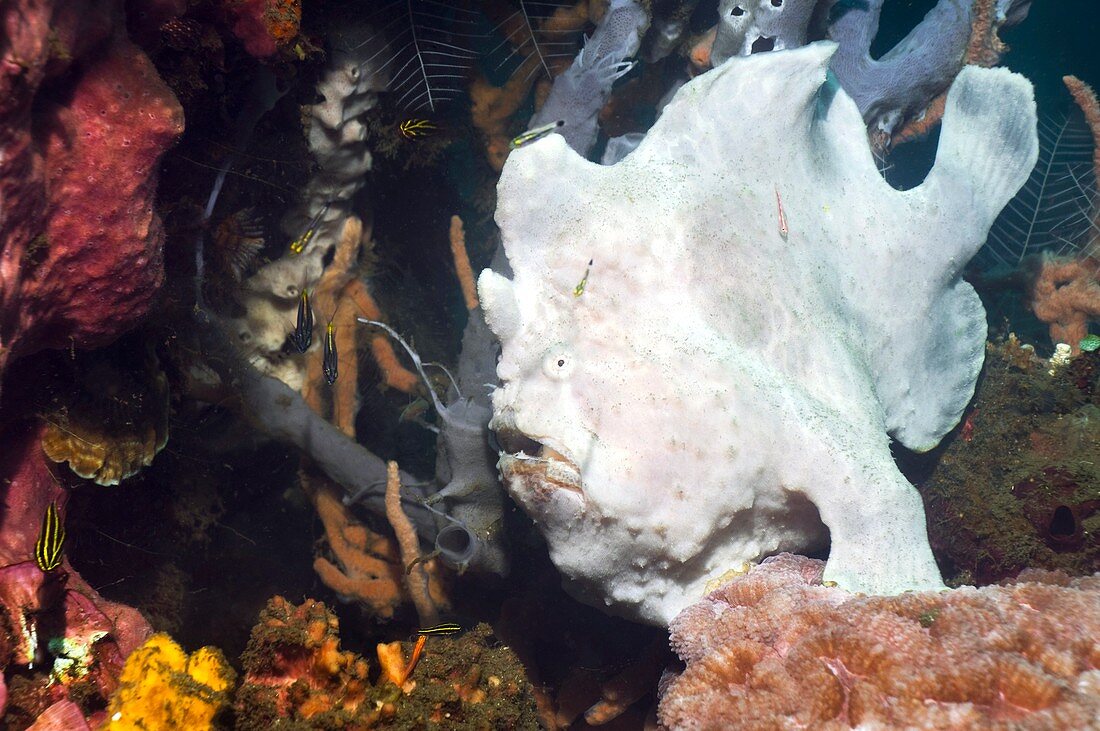 Giant frogfish on a reef