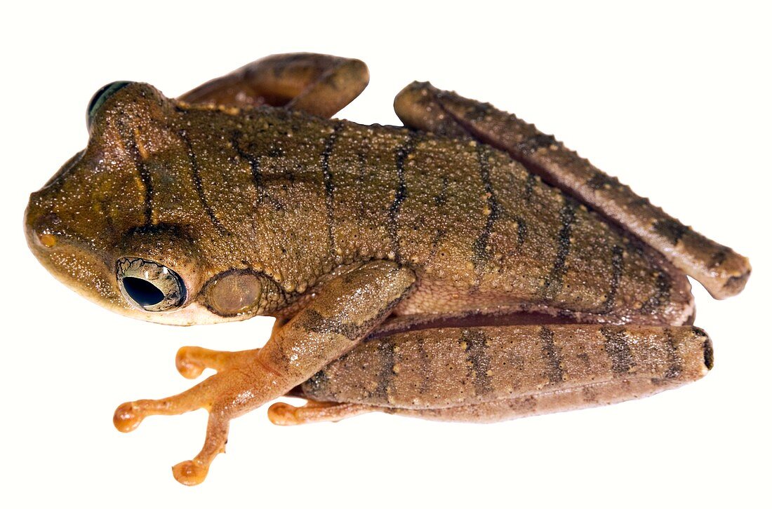 Slender-legged treefrog