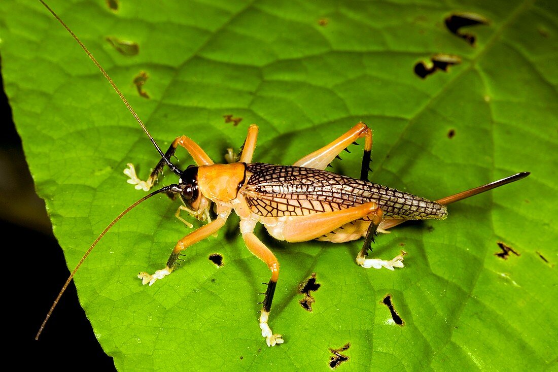 Female bush cricket