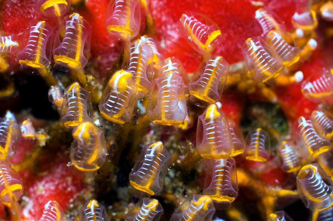 Ascidian sea squirts