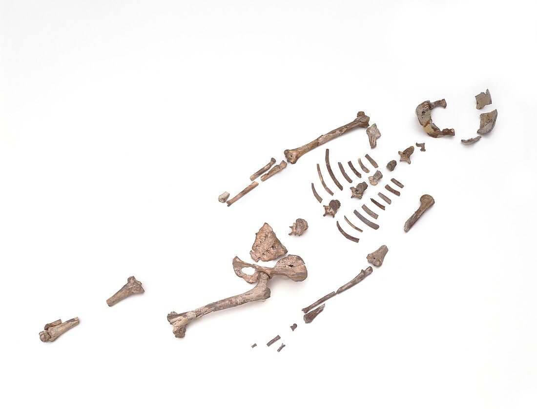 Lucy,fossil hominid skeleton