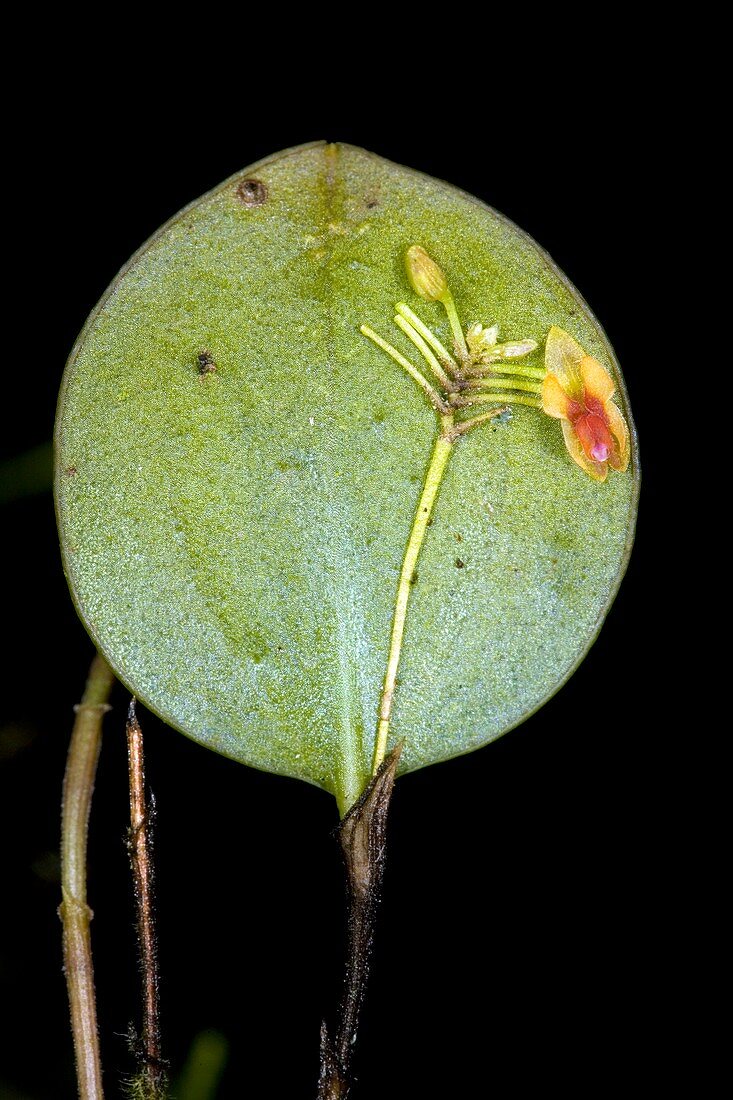 Lepanthes orchid