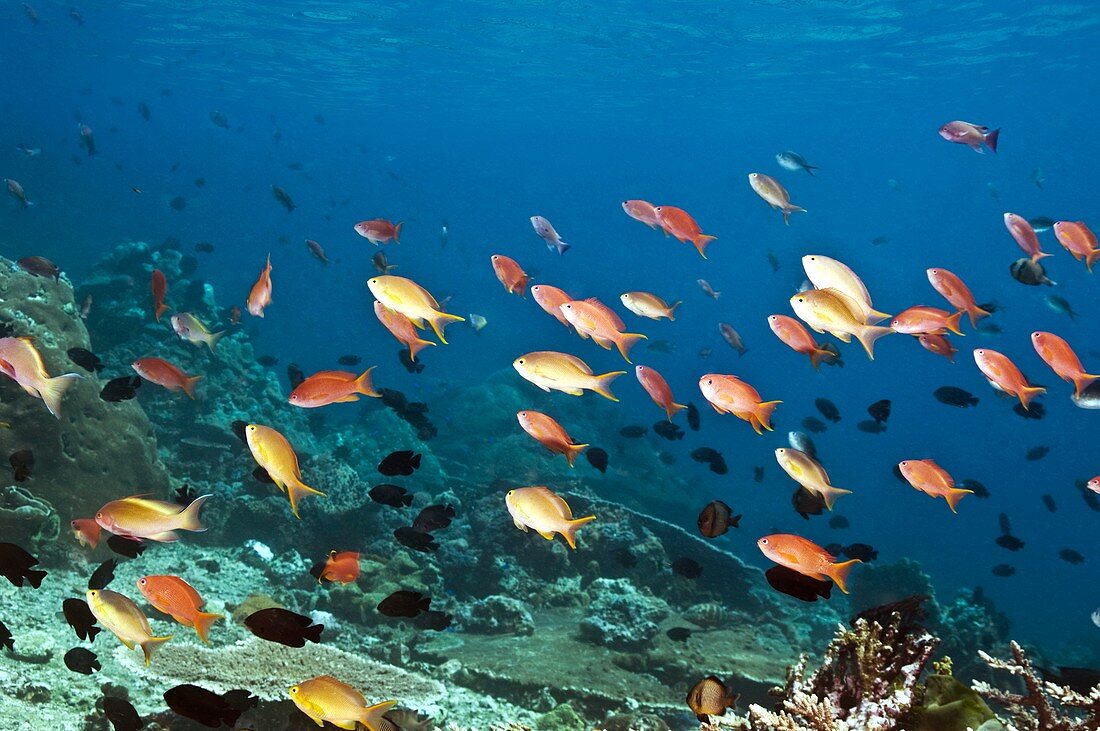 Anthias swimming over a reef