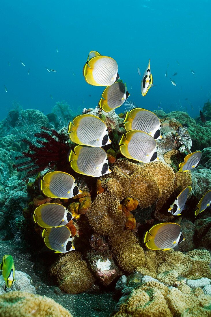 Panda butterflyfish on a reef