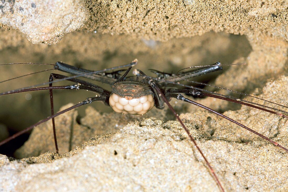 Tailless whip scorpion