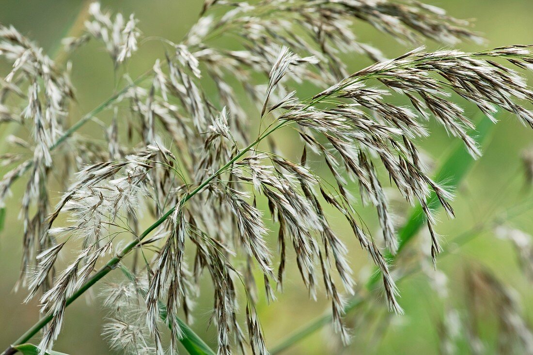 Common Reed (Phragmites australis)