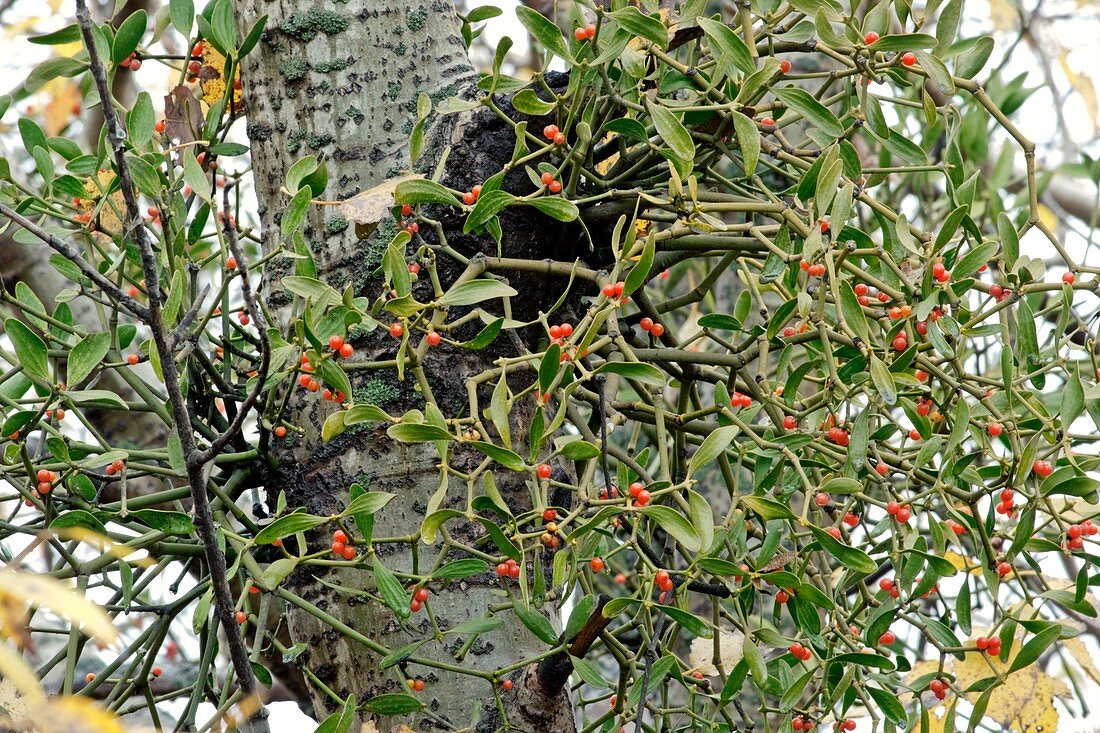 Coloured Mistletoe (Viscum coloratum)
