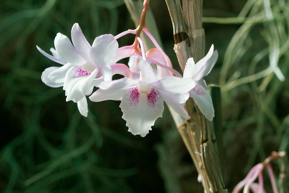 Orchid (Dendrobium cumulata)