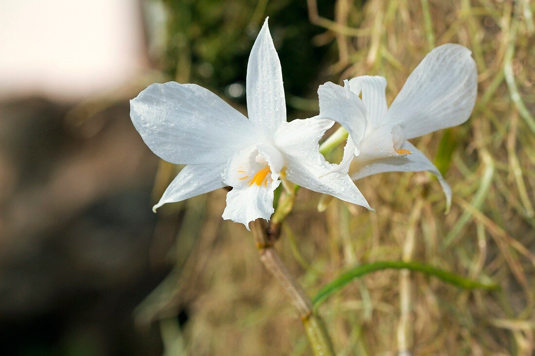 Orchid (Dendrobium infundibulum)