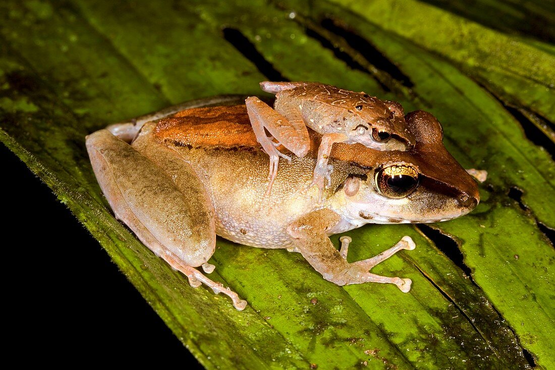 Rainforest frogs mating