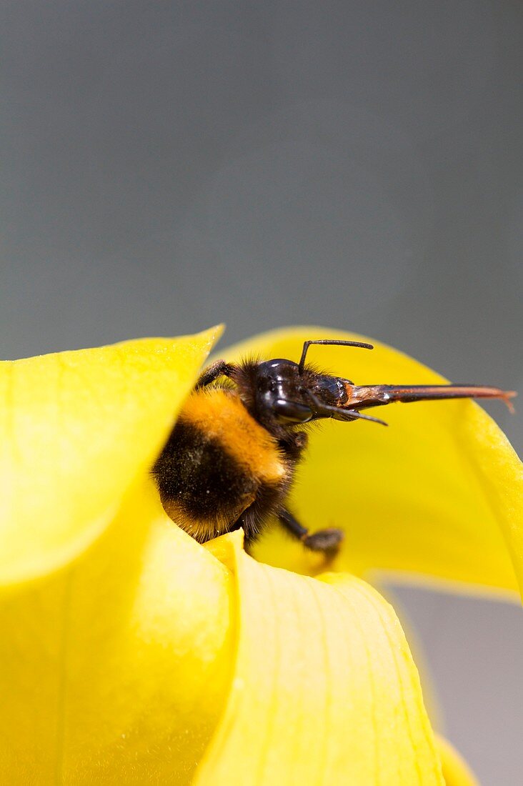 Bee showing proboscis