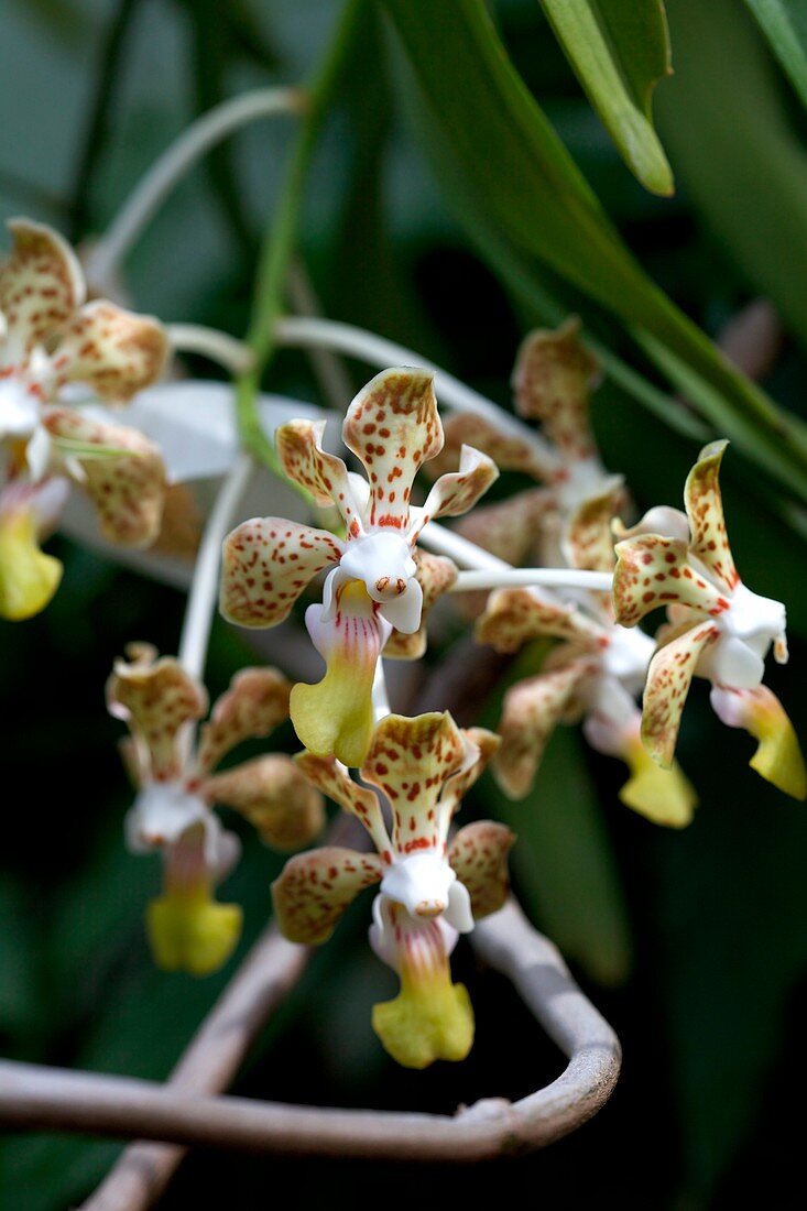 Orchid (Vanda denisoniana)