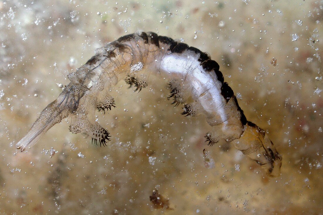 Alkali fly larva at Mono Lake,USA