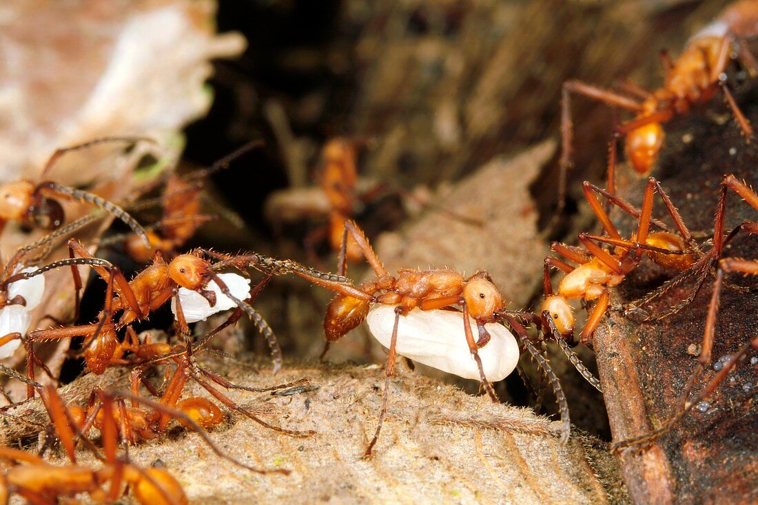 Army ants carrying larvae