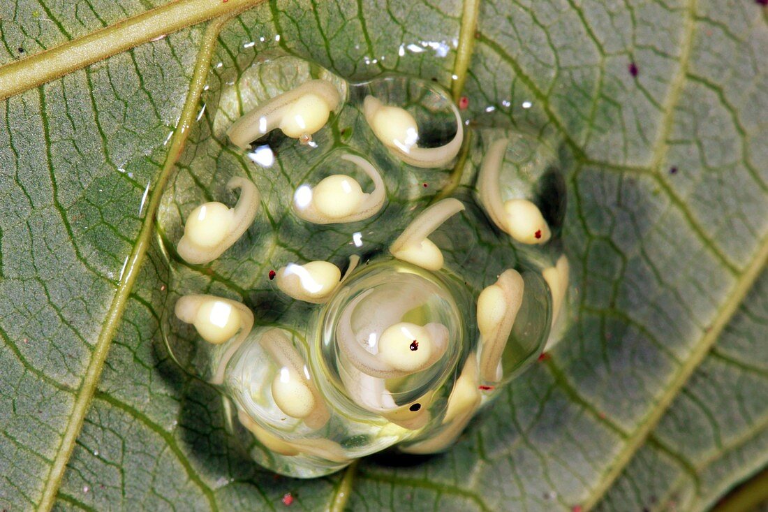 Glass frog eggs