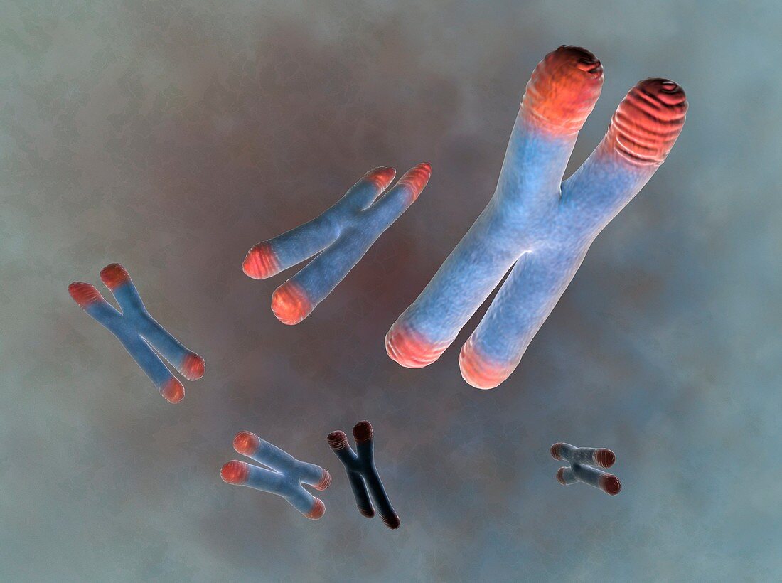Chromosomes with telomeres,artwork