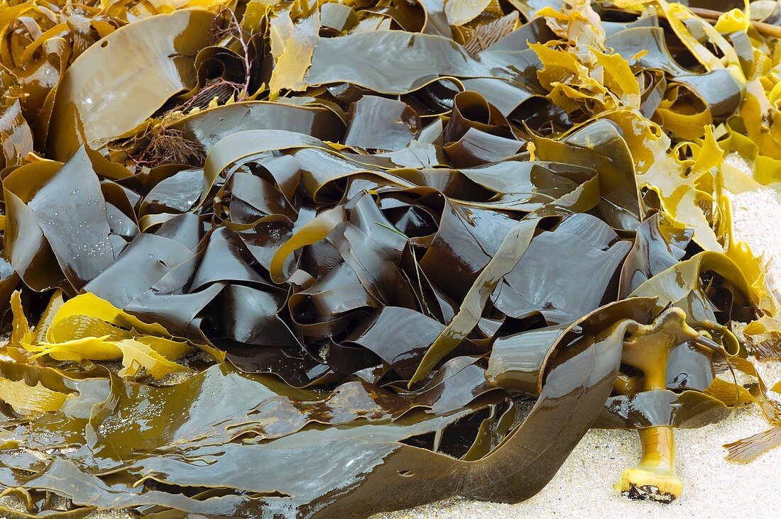Kelp (Ecklonia radiata)