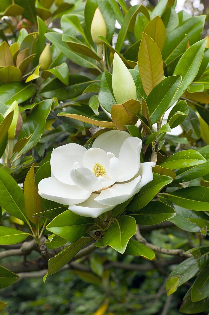 Southern magnolia (Magnolia grandiflora)