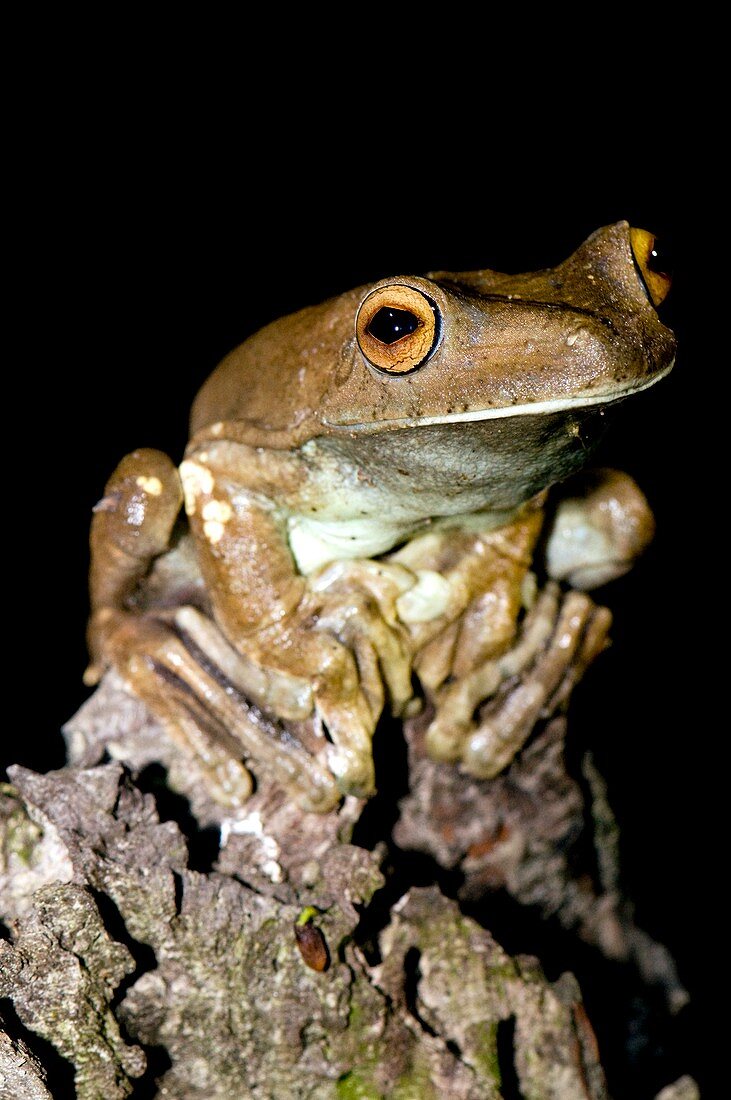 Rusty treefrog male