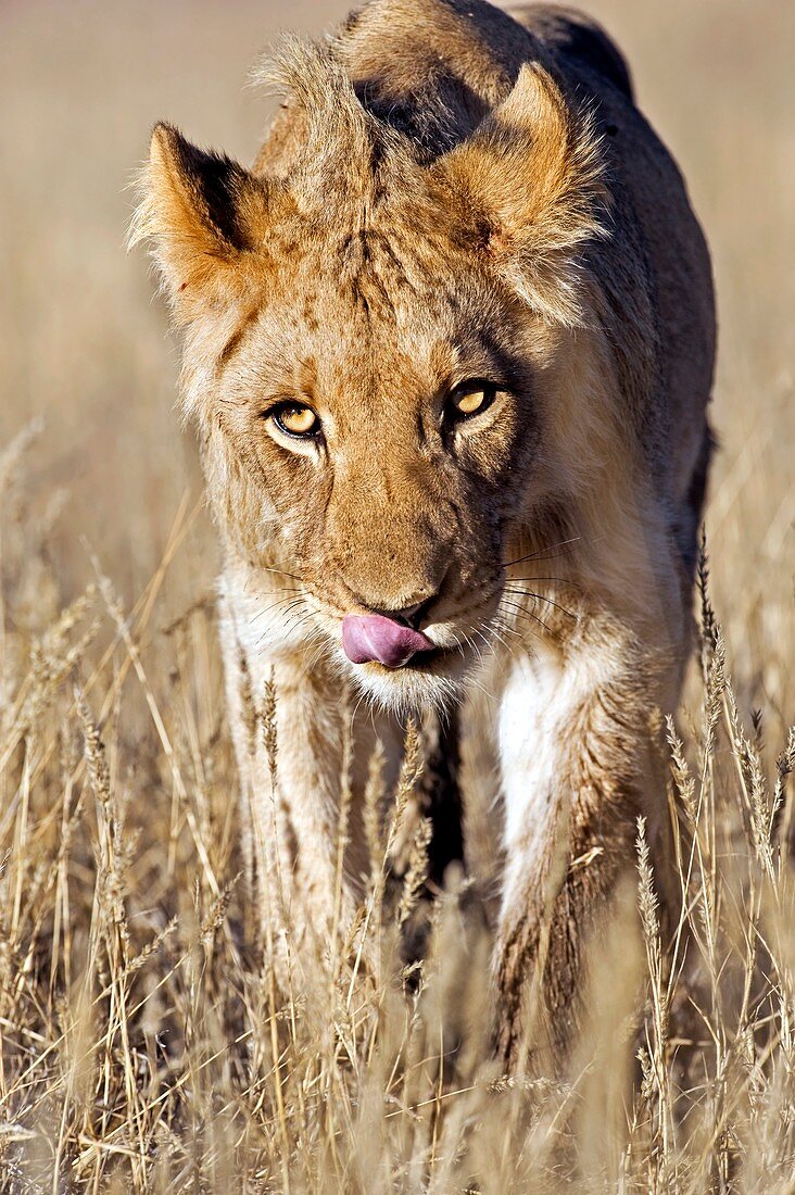 African lion male juvenile