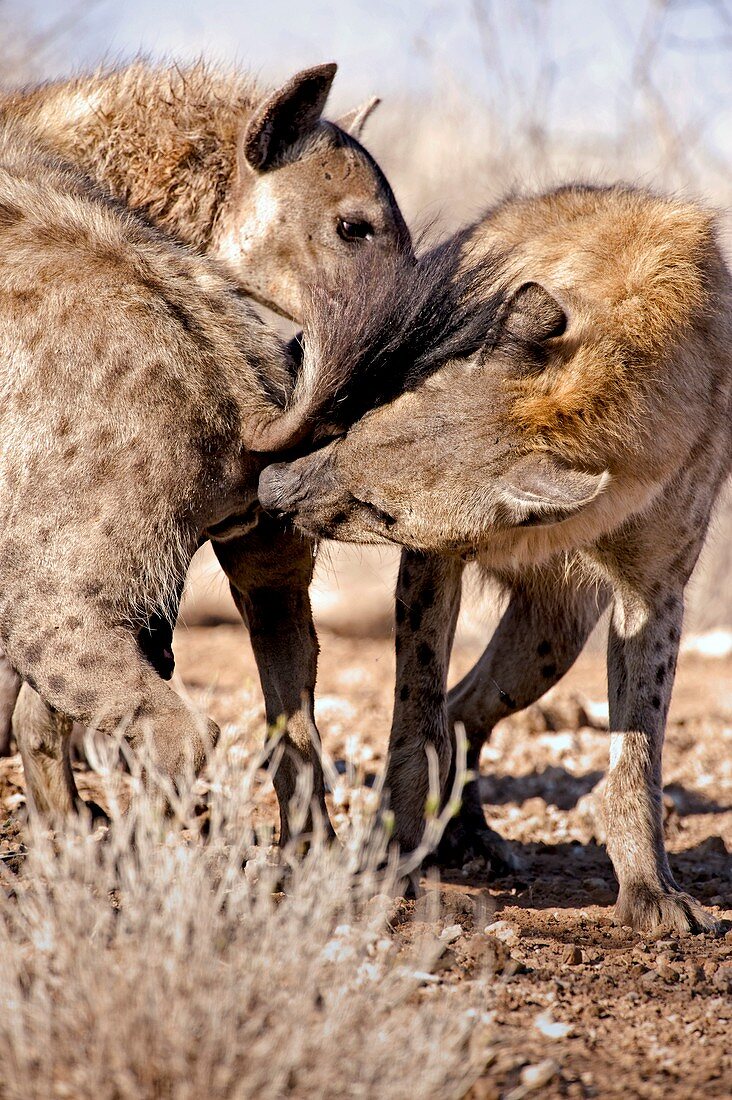 Spotted hyena greeting ritual