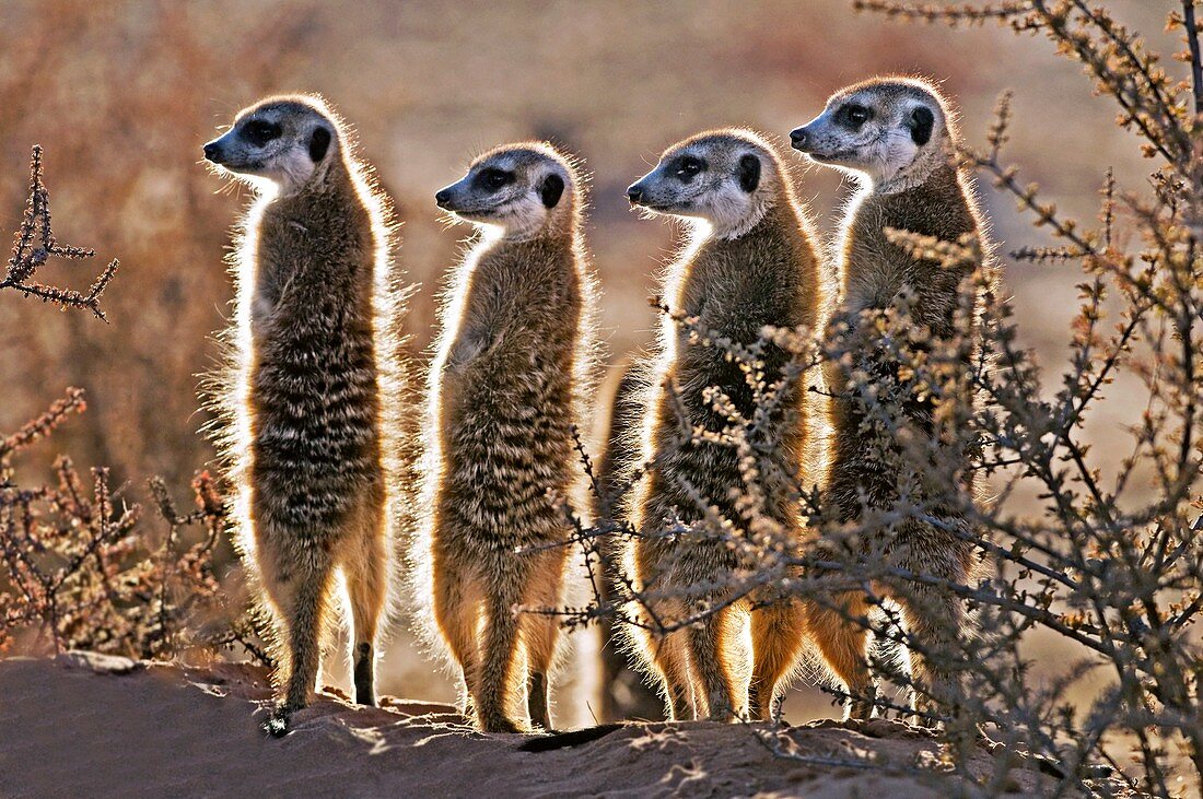 Meerkats