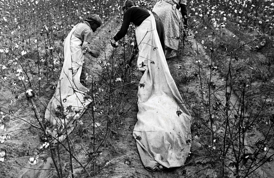 Cotton pickers,USA,1935