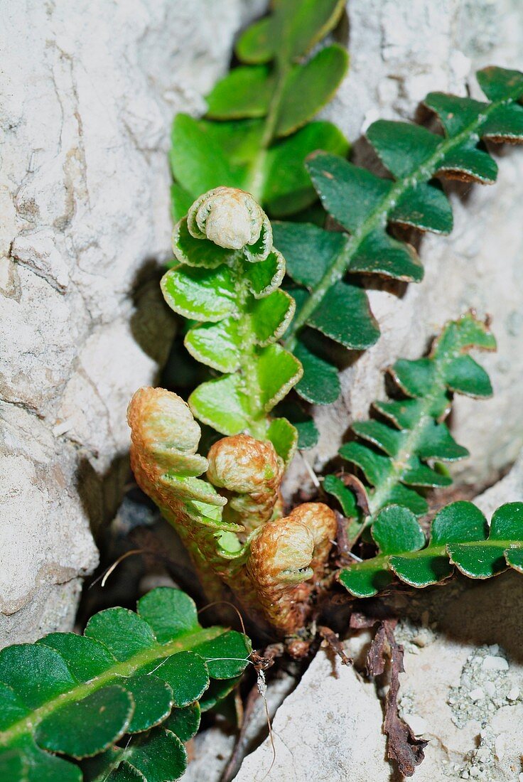 Rustyback (Ceterach officinarum)