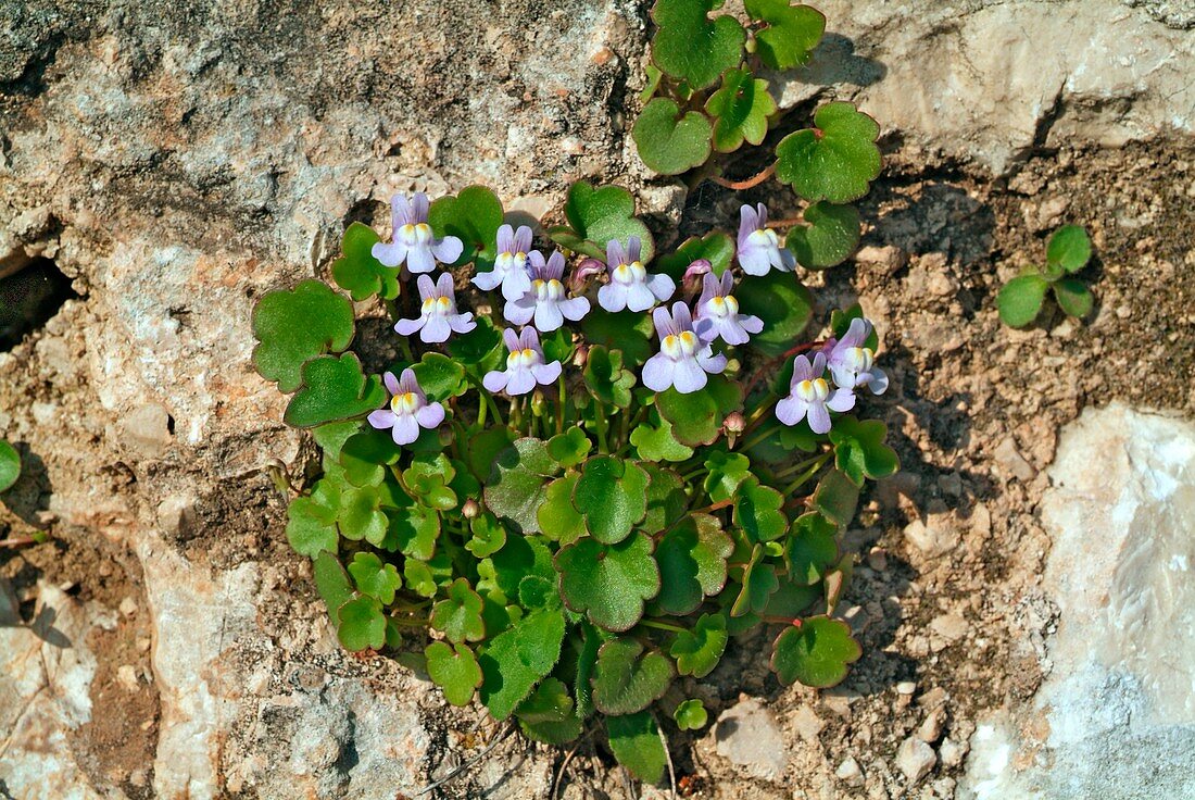 Cymbalaria muralis