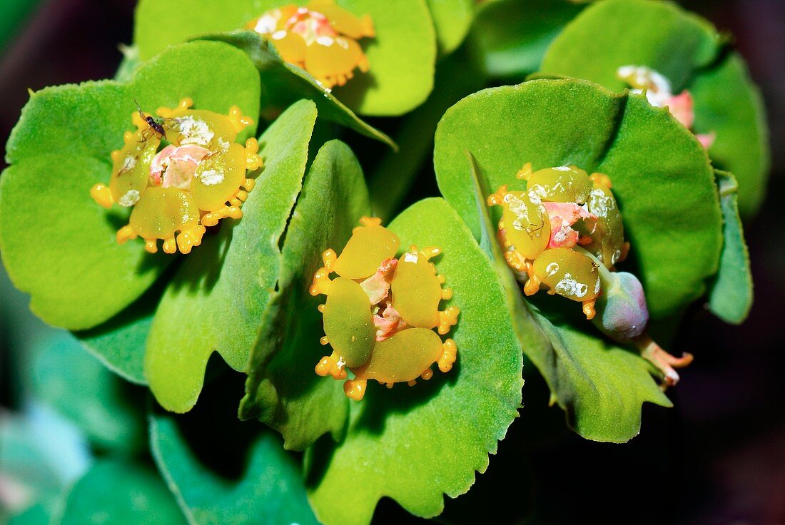 Spurge (Euphorbia myrsinites)