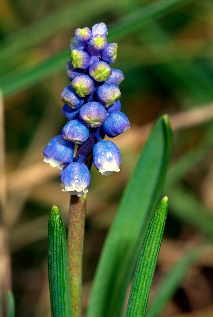 Grape Hyacinth (Muscari botryoides)