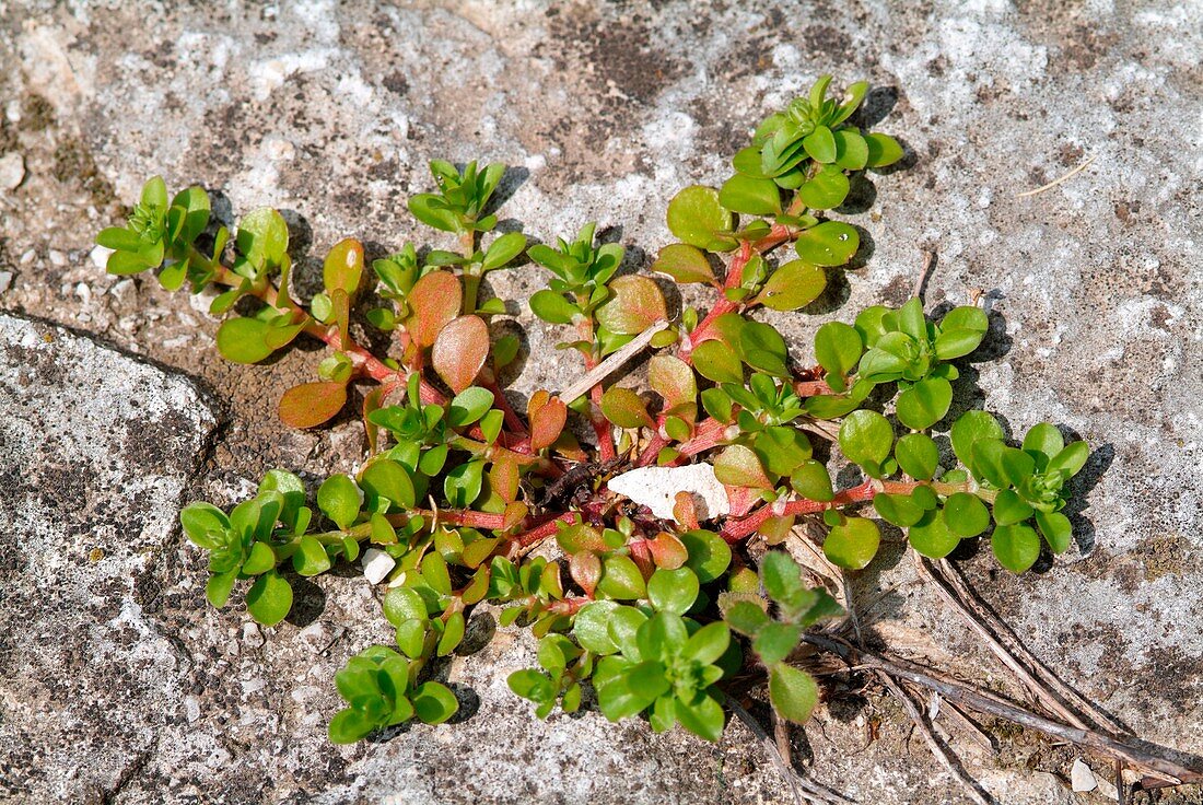 Polycarpon dyphyllum