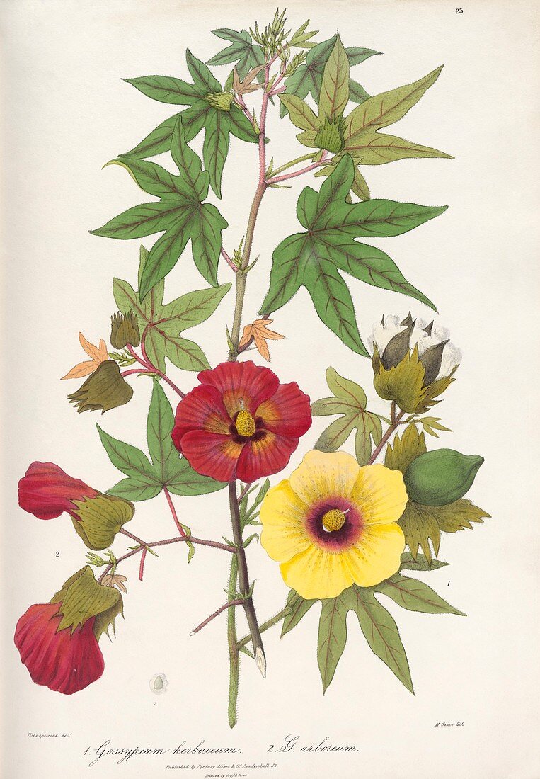 Gossypium flowers,19th century