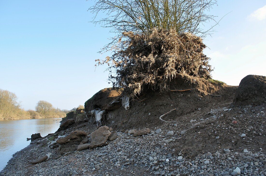 Flood debris on tree next to River Severn