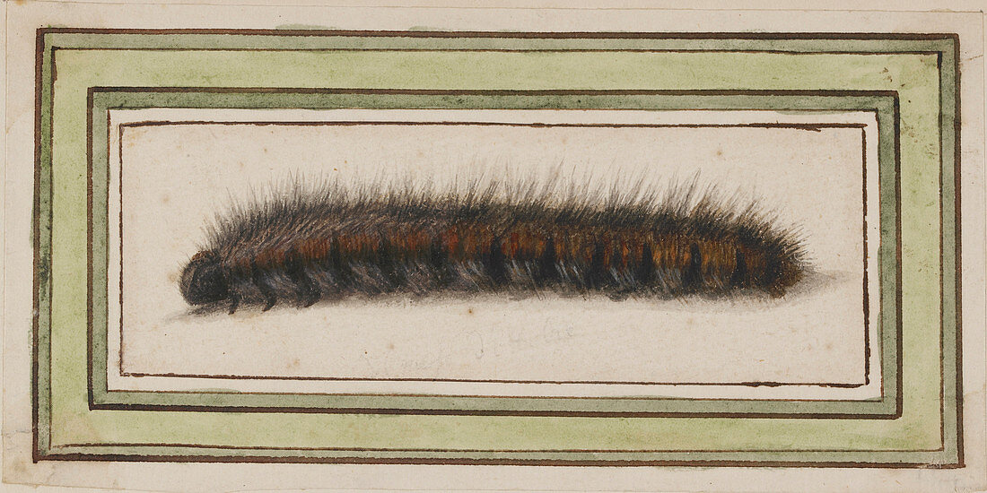Caterpillar,artwork