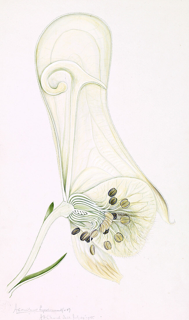 Wolfsbane (Aconitum lycoctonum),artwork