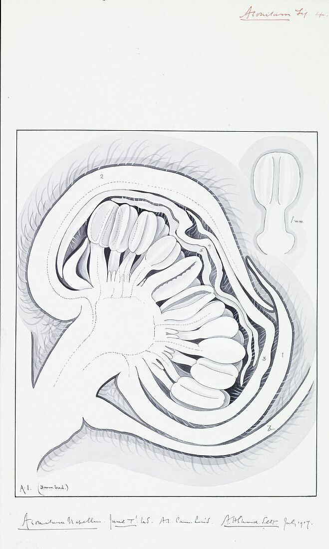 Monkshood (Aconitum napellus),artwork