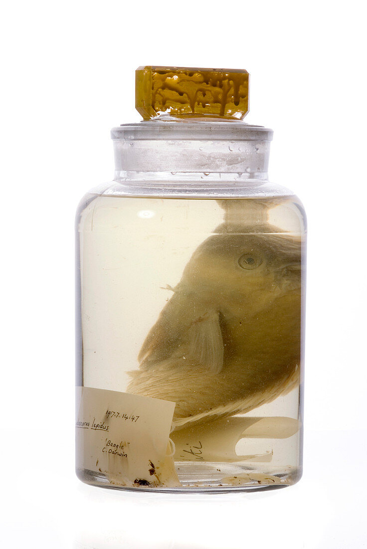 Parrotfish collected by Darwin,1835
